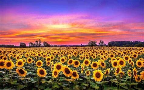 Sunflower PC Wallpapers - Top Free Sunflower PC Backgrounds ...