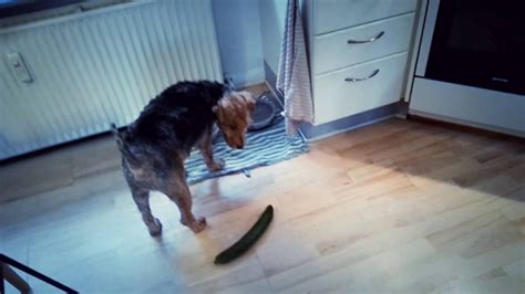 Dogs are not afraid of cucumbers - YouTube