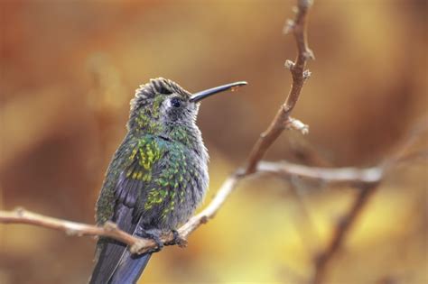 Premium Photo | Hummingbird perched on a tree branch