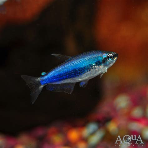 Blue Emperor / Kerri Tetra - Group of 5 Fish - Aqua Imports