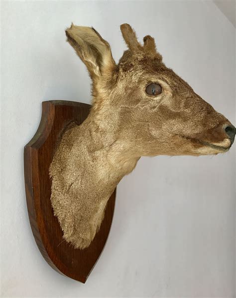 Deer Heads Mount, Roe Deer, Taxidermy, Headed, Mounting, Vintage Items ...