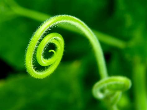 nature, Plants, Spiral, Macro Wallpapers HD / Desktop and Mobile Backgrounds