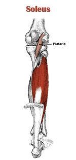 Soleus - Physiopedia