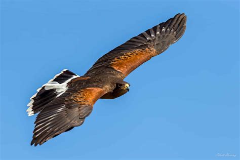 Harris's Hawk ⋆ Tucson Audubon