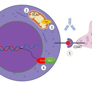 Molecular targets for the treatment of AML in the forthcoming 5 th World Health Organization ...