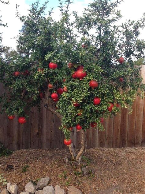 Pomegranate — Galveston Island Tree Conservancy