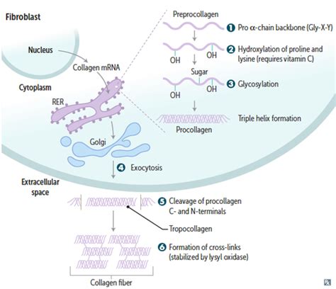 Collagen synthesis and structure Flashcards | Quizlet