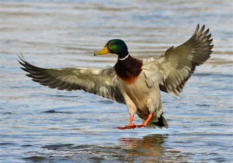 Mallard Duck Facts | The Most Common Duck