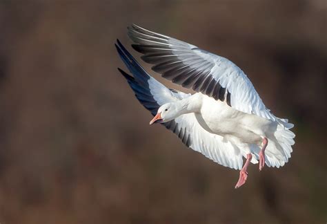 Snow Goose | Audubon Field Guide