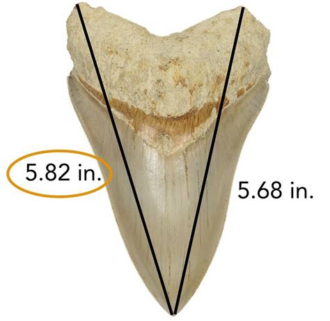 1″ Megalodon Shark Tooth – #9 – JTS Sharks Teeth, 51% OFF