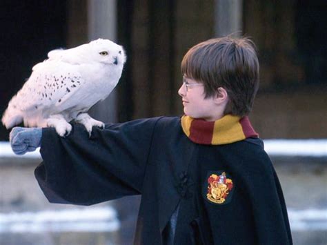 JK Rowling is urging Harry Potter fans to stop keeping owls as pets ...