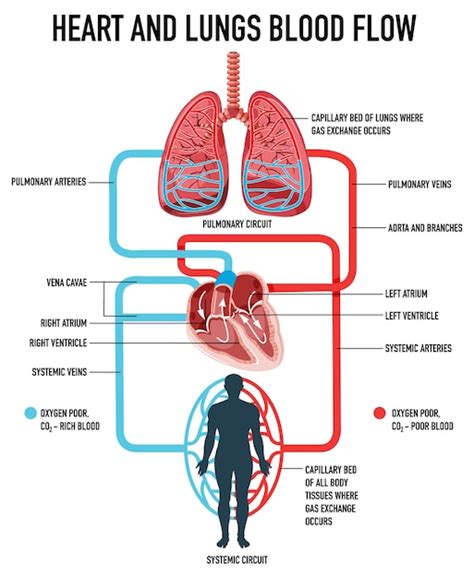 Free Vector | Diagram showing heart and lungs blood flow