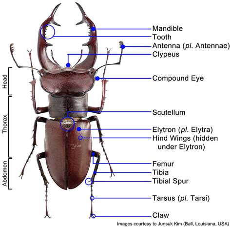 [Breeding] Stag Beetle Anatomy | Insect Brothers