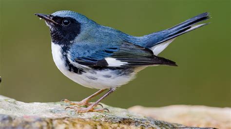 Black-throated Blue Warbler | Audubon Field Guide