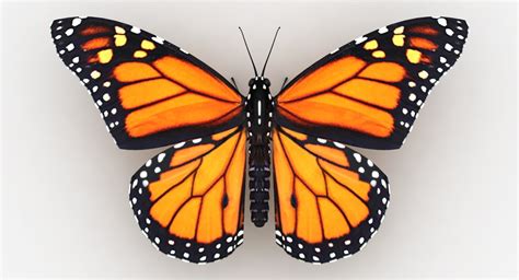 Realistic monarch butterfly 3D model - TurboSquid 1269215