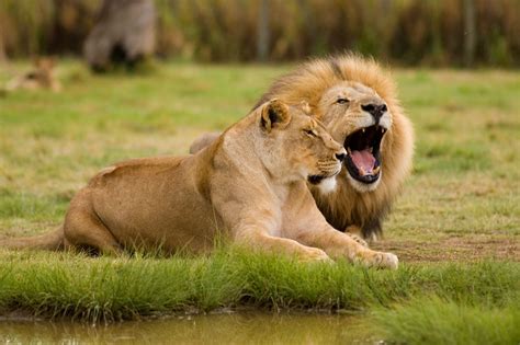 Think You Know Where Lions Live? Let's Explore Their Habitat - Animal Sake