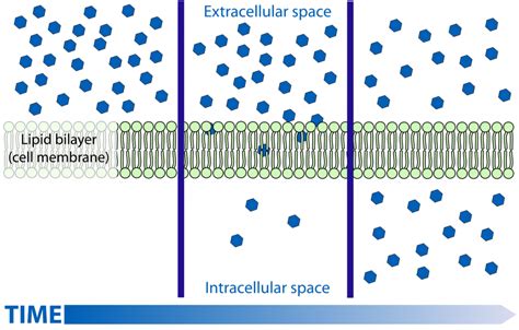 Diffusion and Osmosis: AP® Biology Crash Course | Albert.io