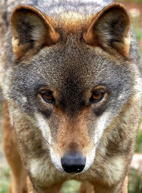 Iberian Wolf by Erwan Grey Wolf Love, Red Wolf, Wolf Spirit, Spirit ...