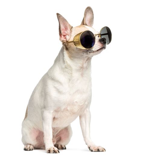 Premium Photo | Chihuahua sitting and wearing sunglasses isolated on white