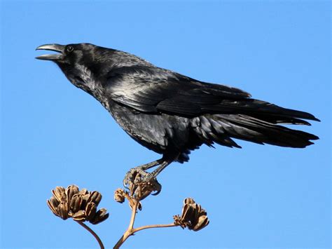 Chihuahuan Raven - eBird