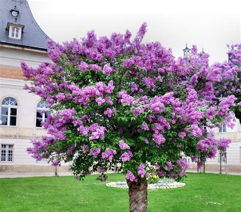 Lilac Tree Common Ornamental · Free photo on Pixabay