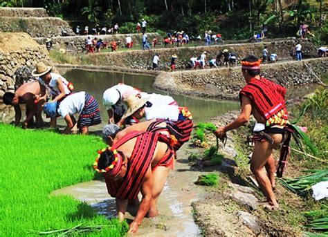 Rice Rituals | Ifugao Community Heritage Galleries