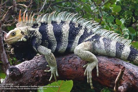 A story of nasal horns: Two new subspecies of Iguana Laurenti | reptile ...