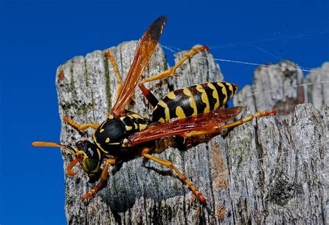 How To Identify Wasps Nests and What To Do | Tri-X Pest Management