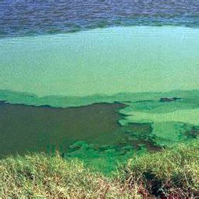 Limnetic Zone - aquatic biome in lakes and ponds