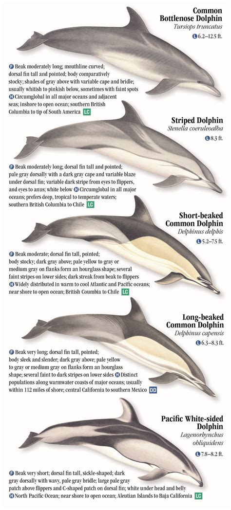 Whales, Dolphins and Porpoises of the Pacific Coast – Quick Reference Publishing Wholesale