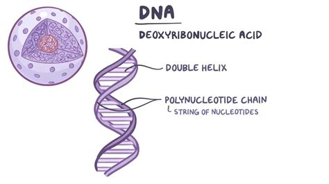 DNA structure: Video, Anatomy, Definition & Function | Osmosis