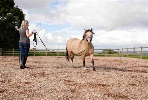 Effective Use of Whips and Crops in Horseback Riding