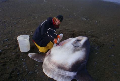 Rare baby sunfish reveal early life of one of the ocean’s weirdest fish - Australian Geographic