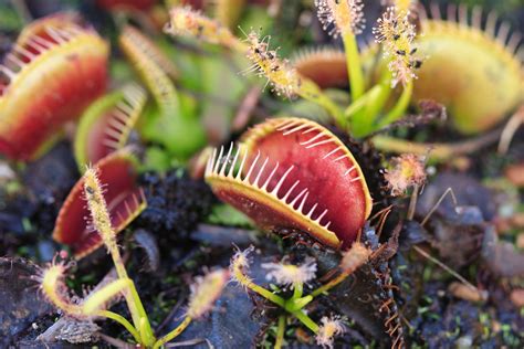 Carnivorous Plants Eating Mouse