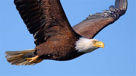 Flying Eagle, Photography by weblink-babbalkumar | Artmajeur