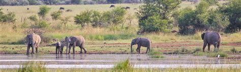 Home - Pilanesberg Wildlife Trust