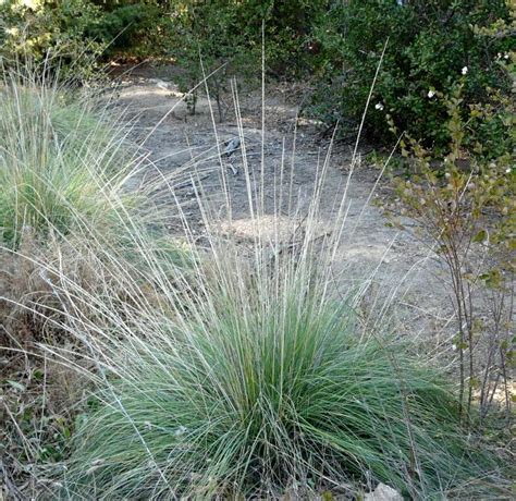 Muhlenbergia rigens - Alchetron, The Free Social Encyclopedia