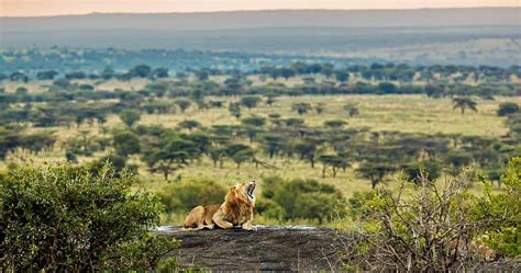 Wildlife in Serengeti National Park - Tanzania