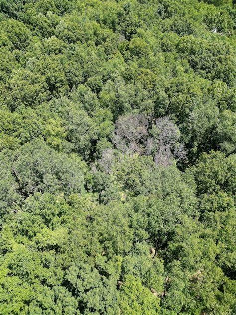 Aerial Shot of Trees in Forest · Free Stock Photo