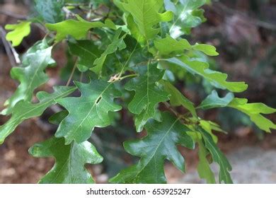 Scrub Oak Trees Royalty-Free Images, Stock Photos & Pictures | Shutterstock