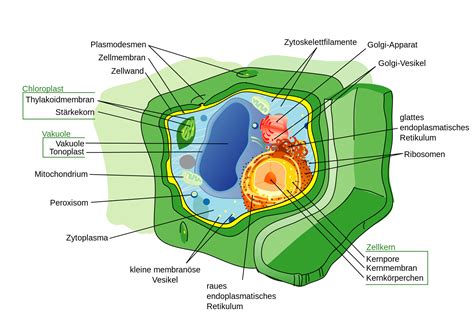 Endoplasmatisches Retikulum Mikroskop