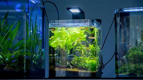 6 Types of Fish for 2.5 Gallon Tanks