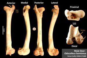 Mule Deer Femur – OsteoID Bone Identification