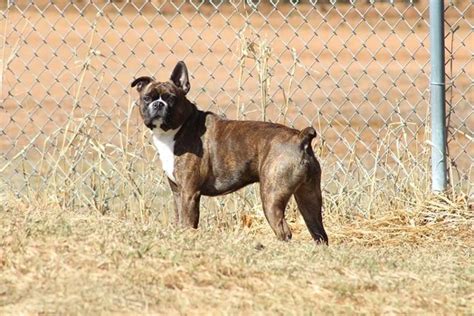 Mini Boxer Dog Information, Temperament, and Characteristics - DogForms