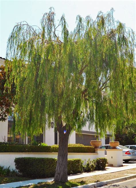 15 best small shade trees for SoCal images on Pinterest | Shade trees, Native plants and Melaleuca