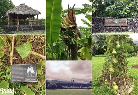 Kahanu Garden | Local Tips for the Road to Hana