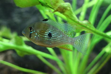 Thread-finned Cichlid (acarichthys Heckelii) Photos