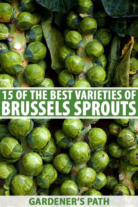 15 of the Best Brussels Sprout Varieties | Gardener’s Path