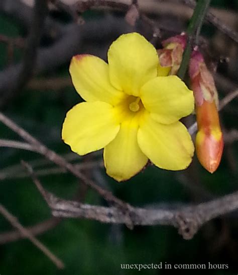 Phoneography – Now Blooming In My Corner of North Georgia: Winter Jasmine – Unexpected in common ...
