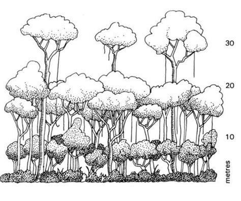 Learn To Draw | Tree drawing, Rainforest trees, Forest sketch